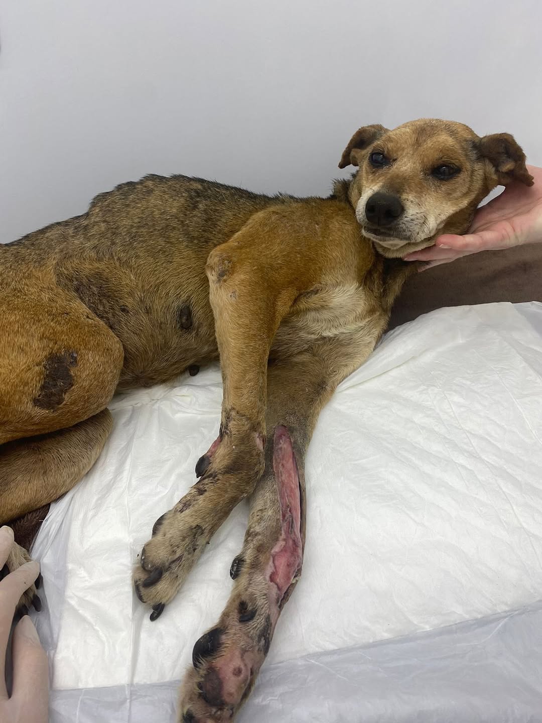 1º resgatado - com lesões severas nas patas