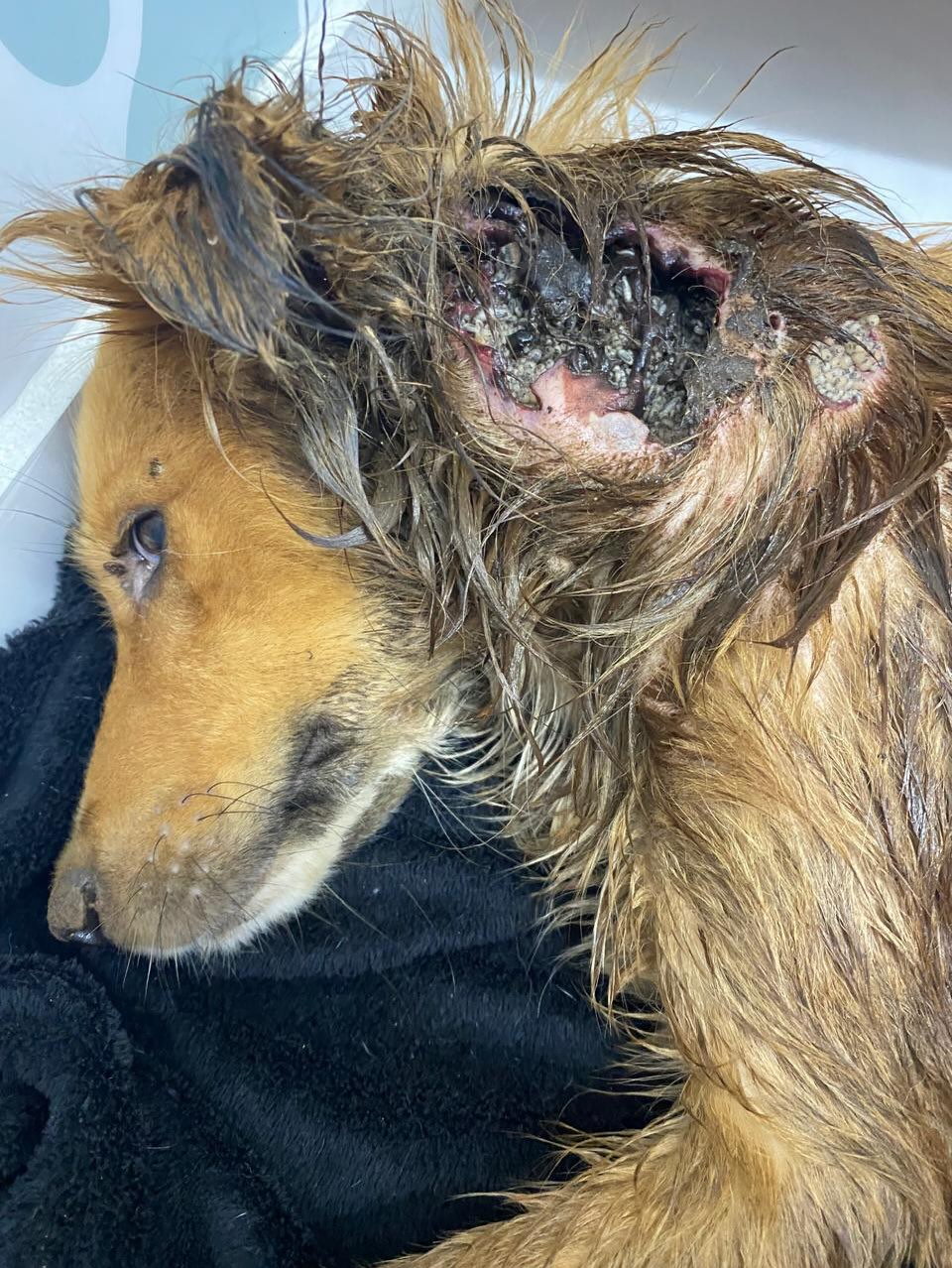 2º resgatado - com bicheira na orelha